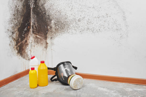 Mold Testing and Removal in Dahlgren, VA