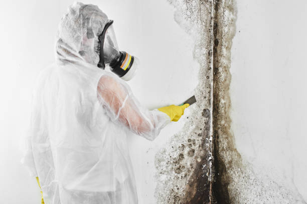 Professional Mold Removal in Dahlgren, VA
