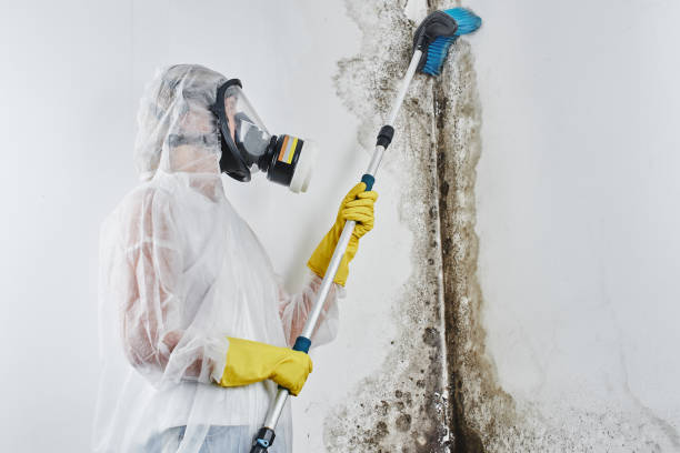 Best Mold Remediation Services  in Dahlgren, VA