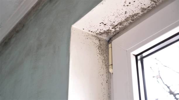 Best Black Mold Removal  in Dahlgren, VA