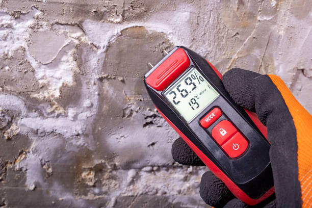 Best Mold Removal Company Near Me  in Dahlgren, VA