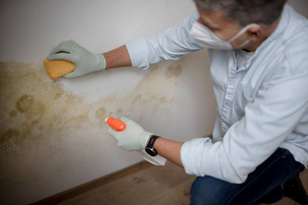 Best Same-Day Mold Removal  in Dahlgren, VA
