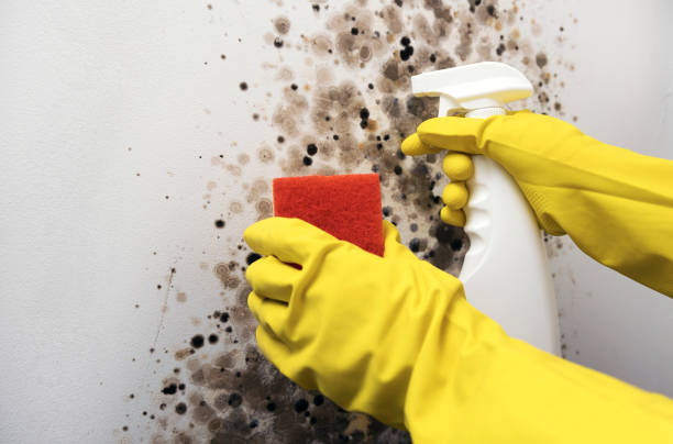 Best Office Mold Removal Services  in Dahlgren, VA