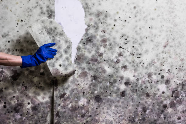 Best Home Mold Removal  in Dahlgren, VA